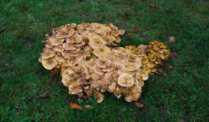 a fine crop of fungi