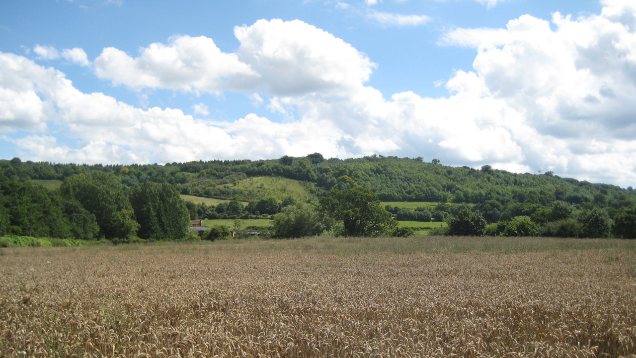 view across the barley to the distant
                            hills