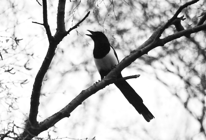 magpie at the top of a tree