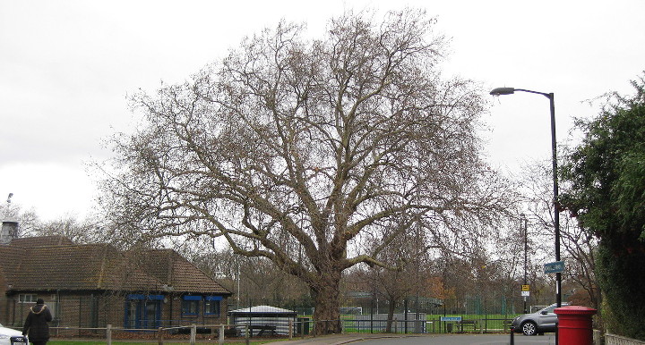 big tree next to
                        Ladywell Arena