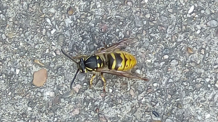 a wasp in February
