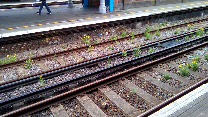 weeds on the track
