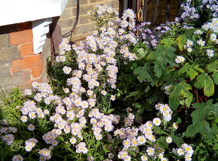 michaelmas daisys