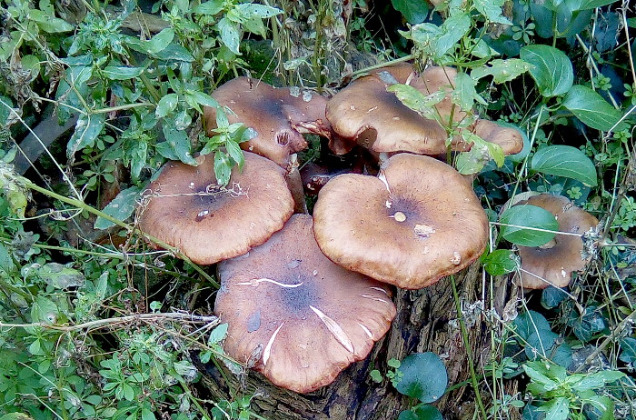 fungi in my back
                        garden