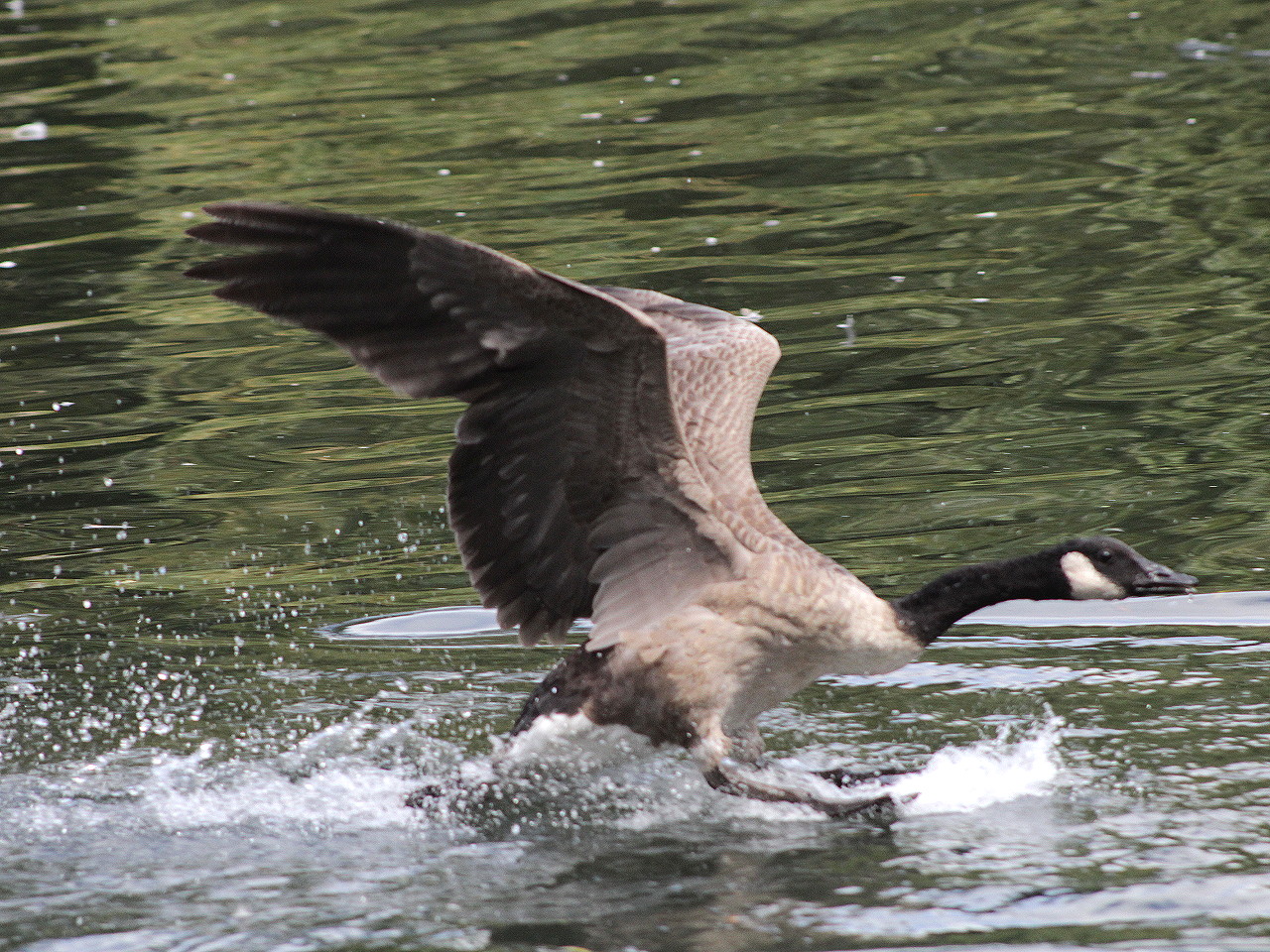 goose taking off