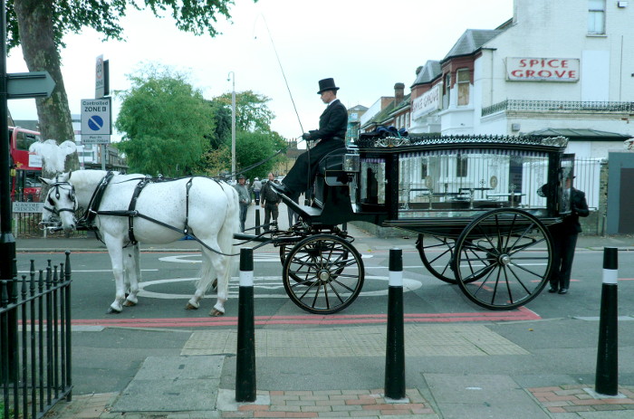 black horse drawn
                        hearse with white horses