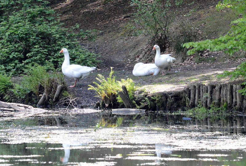 swans on the far
                            side of the first pond