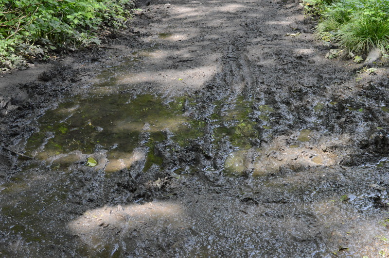muddy paths