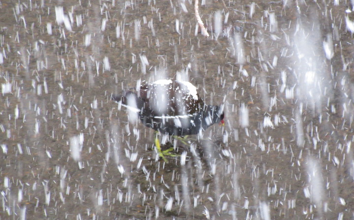a coot standing in icy cold water with
                        snow on it's back in the middle of a blizzard