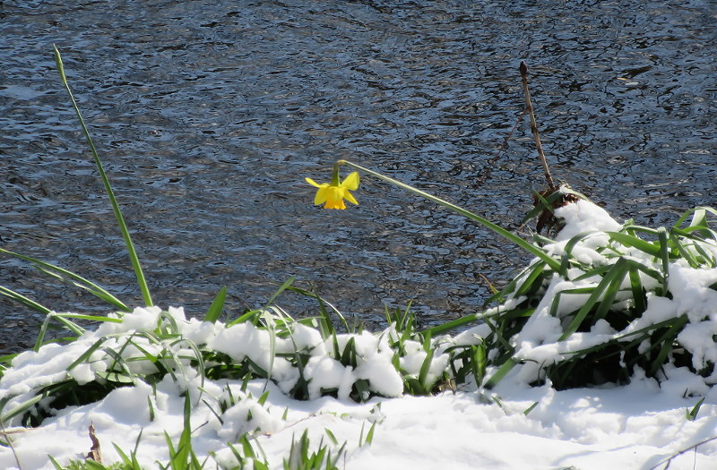 solitary surviving
                      daffodil