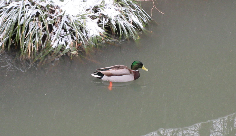duck swimming in an icy
                      cold river