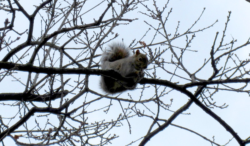 squirrel high up in
                          a tree