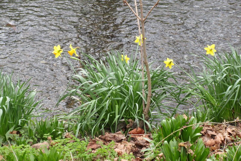 daffodils back in bloom after the
                          snow
