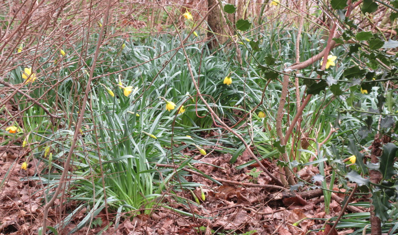 the daffodils aqlmost in full bloom
                          now
