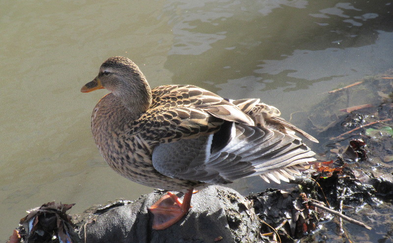 a female, or hen duck