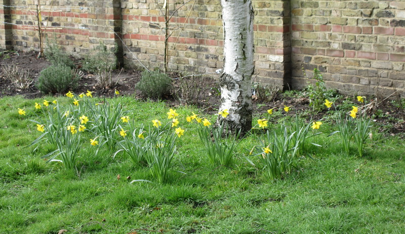 nice show of daffs in the St Mary's
                        Church garden