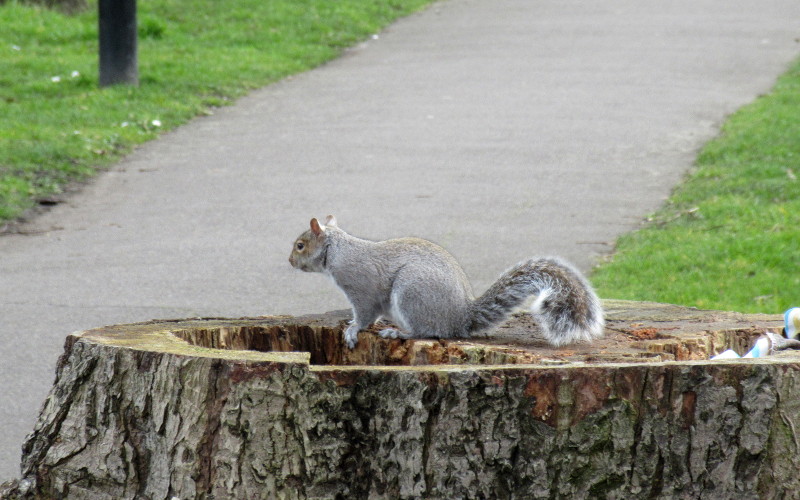 squirrel posing on a tree stump