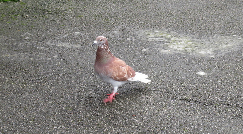 brown speckled pigeon