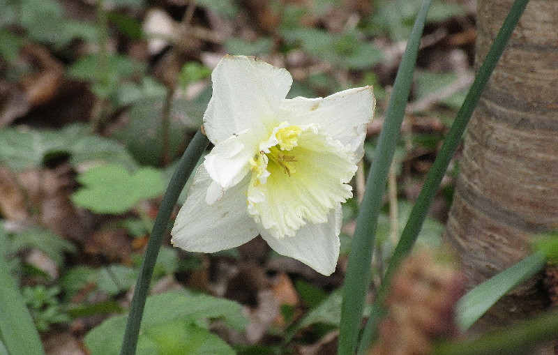 almost pure white daffodil