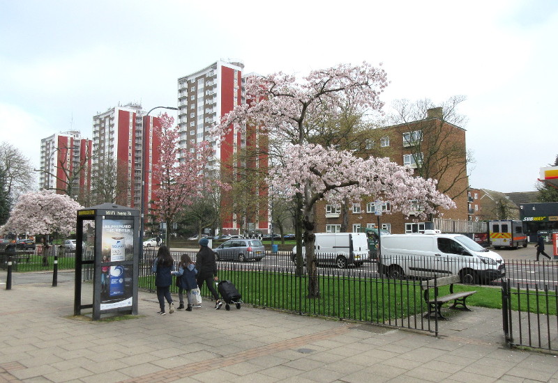 trees in blossom outside Lewisham
                          Hospital