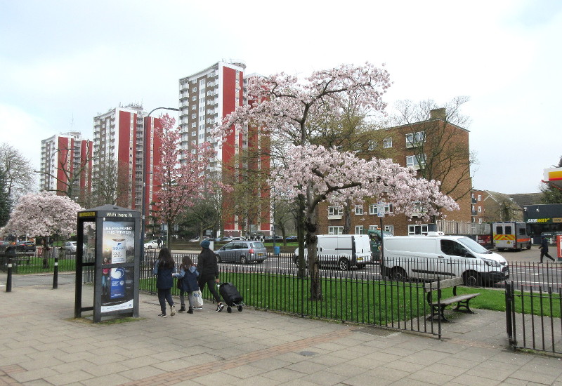 trees in blossom outside Lewisham
                          Hospital