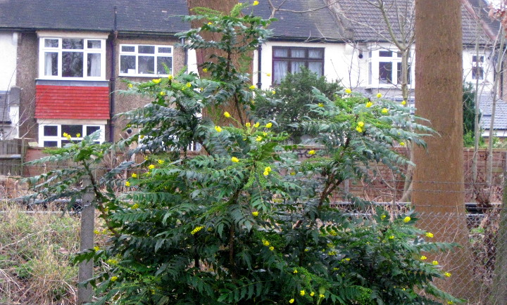 shrub with new bright
                        yellow flowers