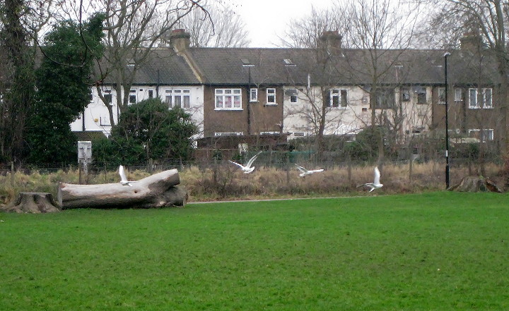 seagulls over the
                        playing fields