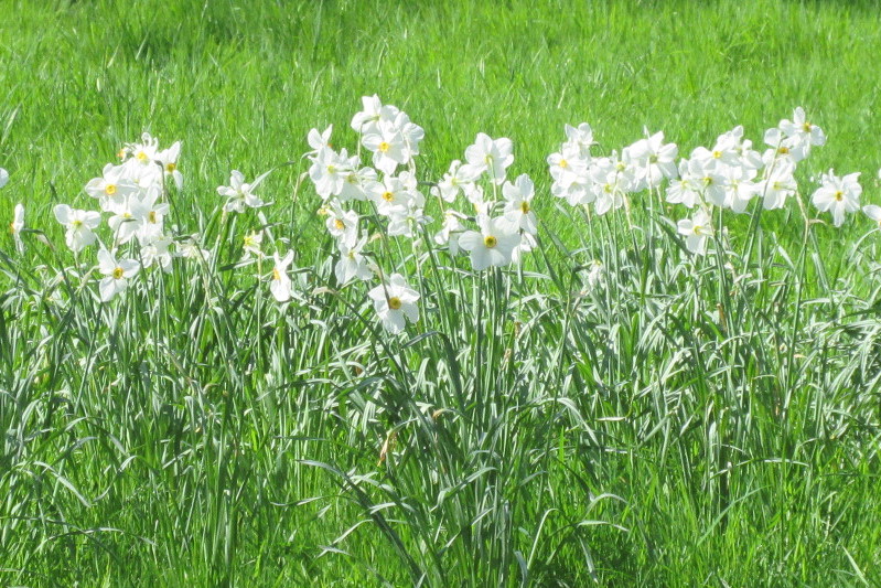 a stand of white daffodils