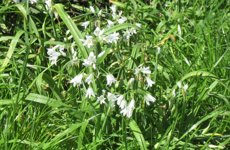 white bells or snow drops