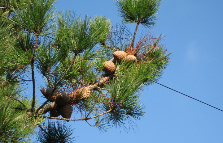new seasons pine cones