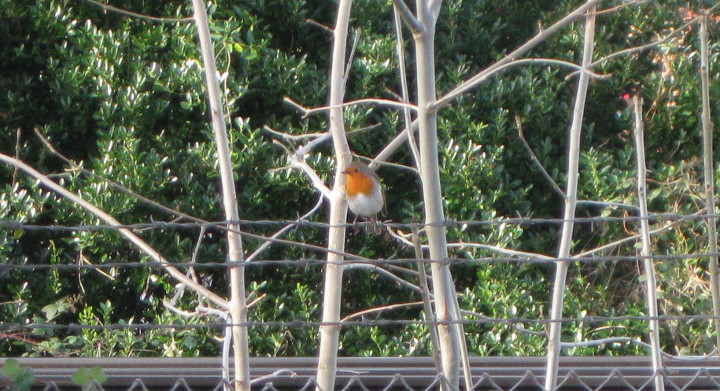 Robin on railway
                        fence