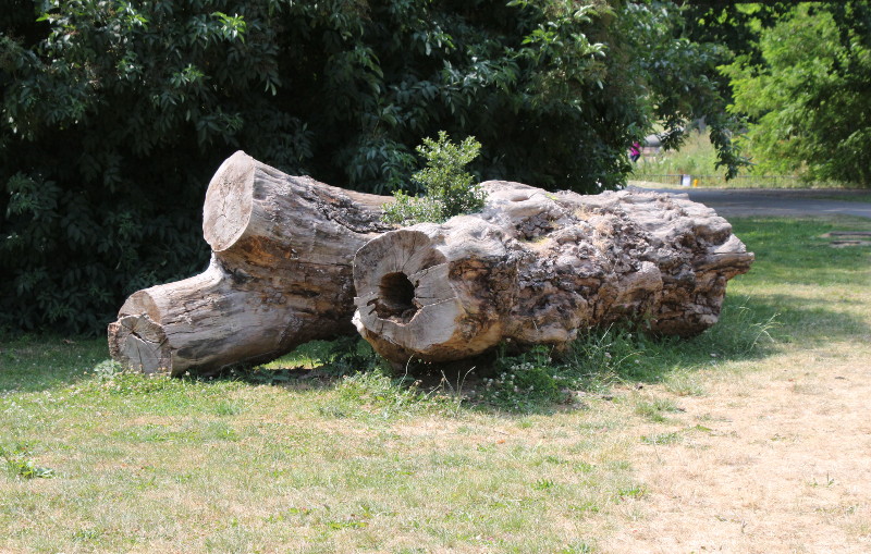 tree trunk almost like
                        an "art piece"