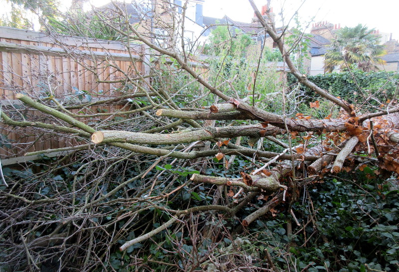 sawn tree branches