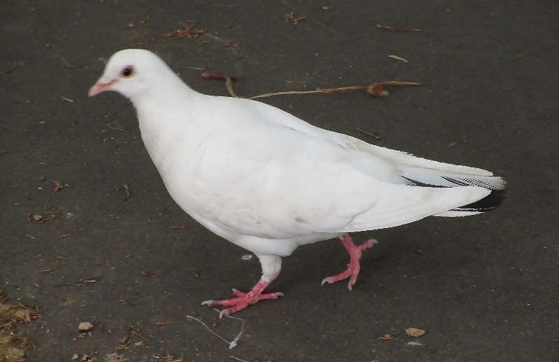 dove or pigeon