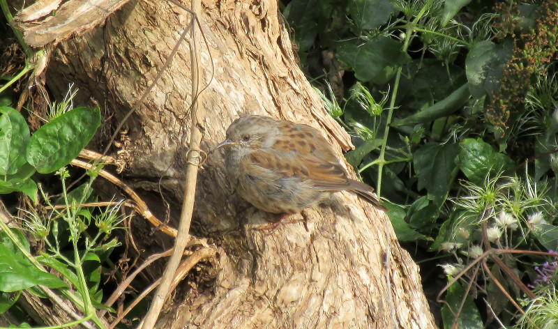 young thrush, or is it
                        ?