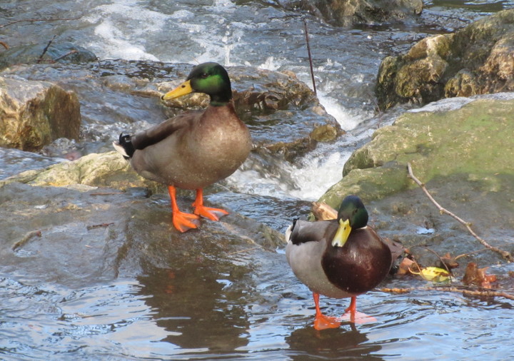 two ducks on the rocks