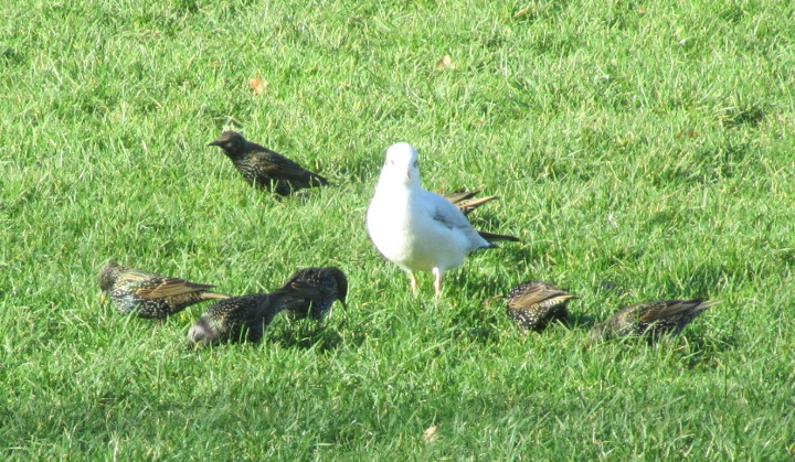 gull surrounded by starlings