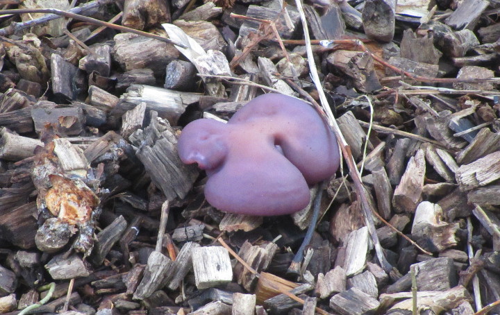 purple fungi !