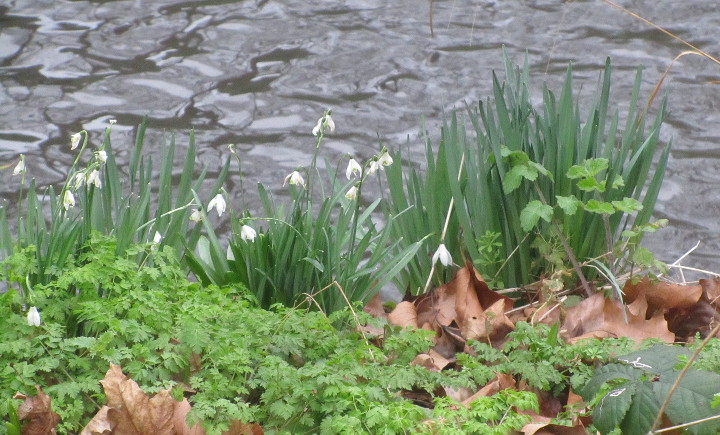snowdrops alongside
                        the river bank