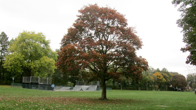 tree in autumn colours
