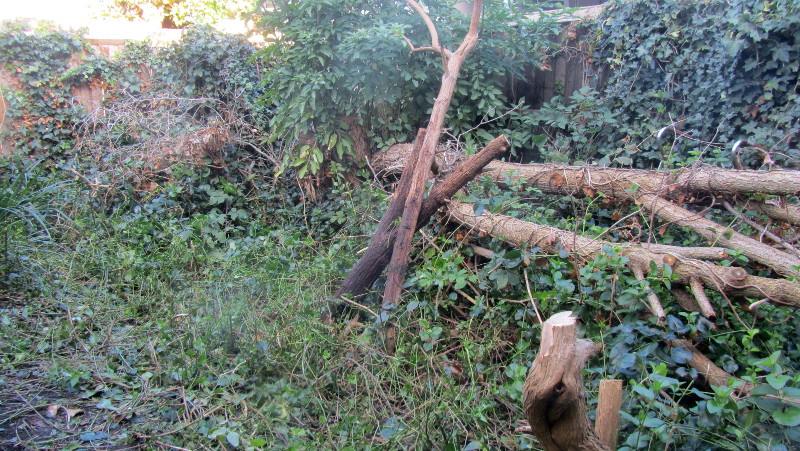 more logs found under the brambles and
                          weeds