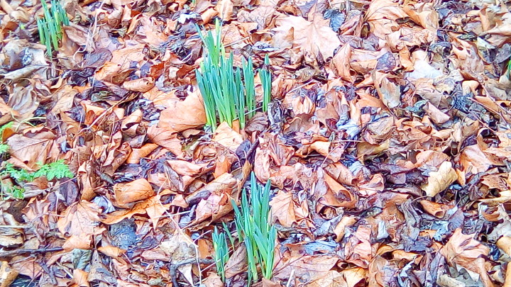 daffodils getting
                        ready to flower