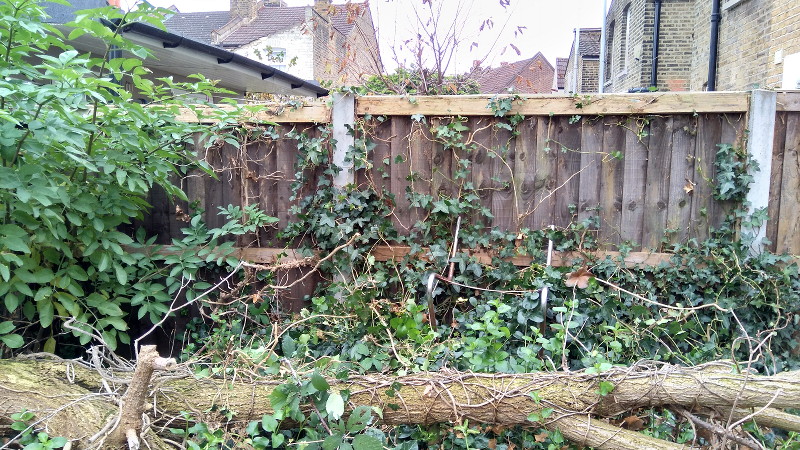 fence almost clear of
                      ivy, but still lots of work needed