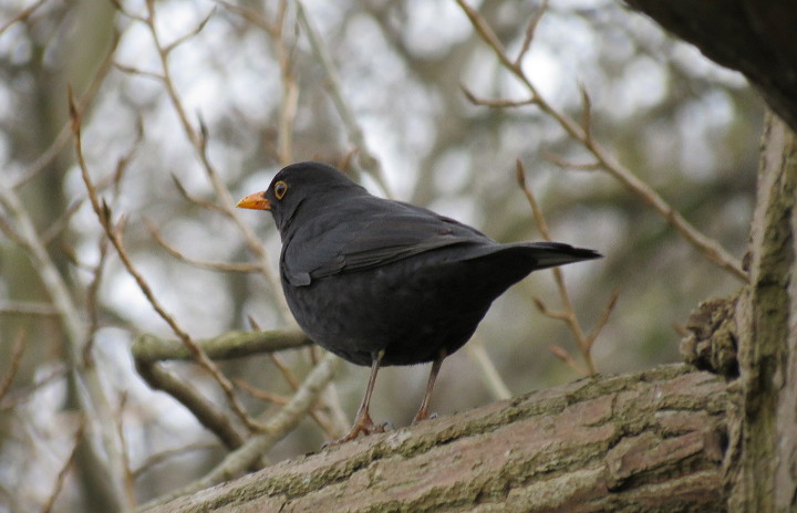 another posing blackbird