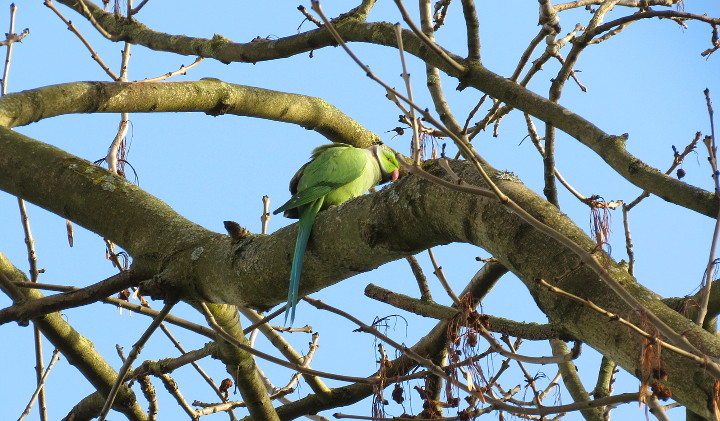 parakeet high up in a tree