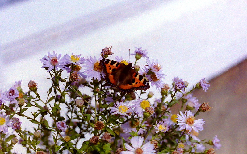 Butterfly on michaelmass
                      daisies