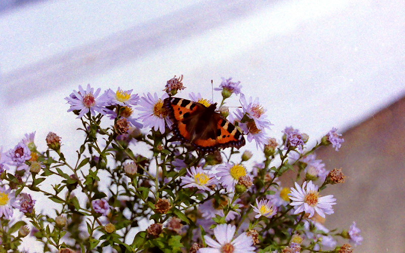 Butterfly on michaelmass
                      daisies