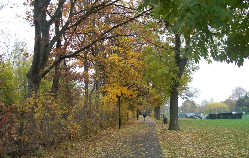 leaf strewn path
                        through the park