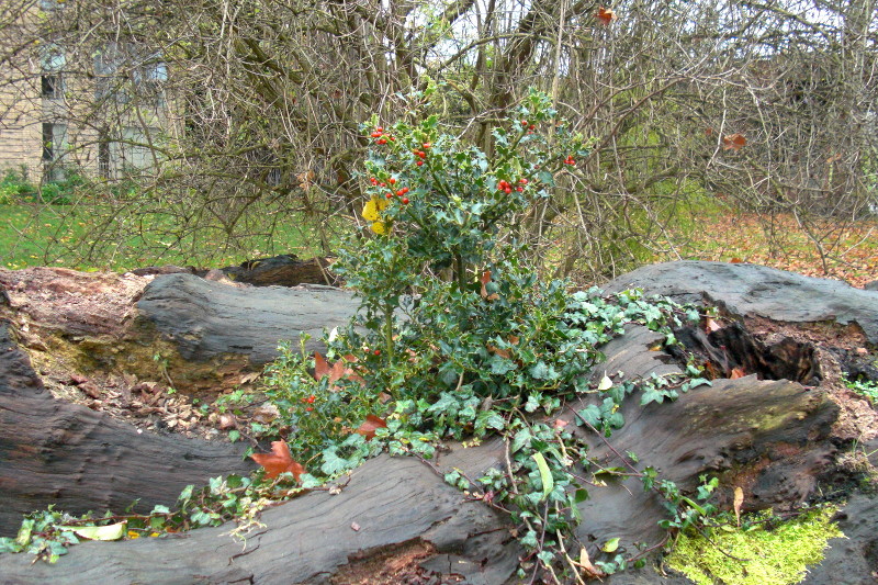 holly bush growing in
                        a decaying tree trunk