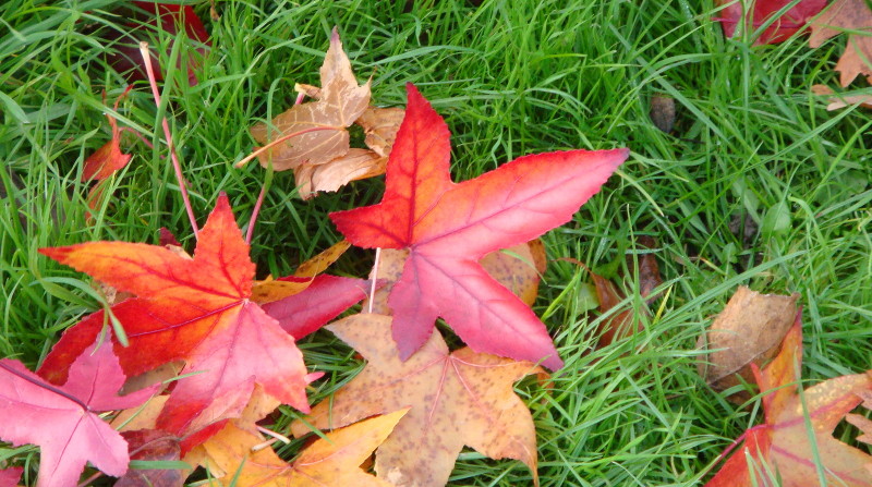 Maple leaf - I think